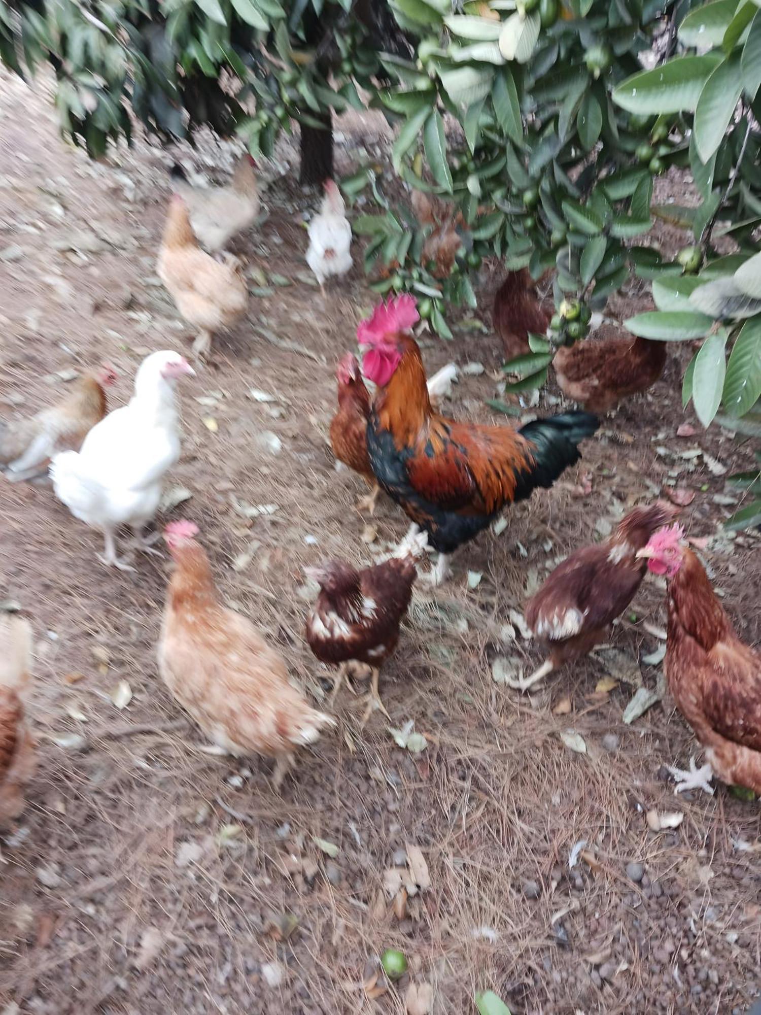 Finca Aramai Costa Adeje  Bagian luar foto